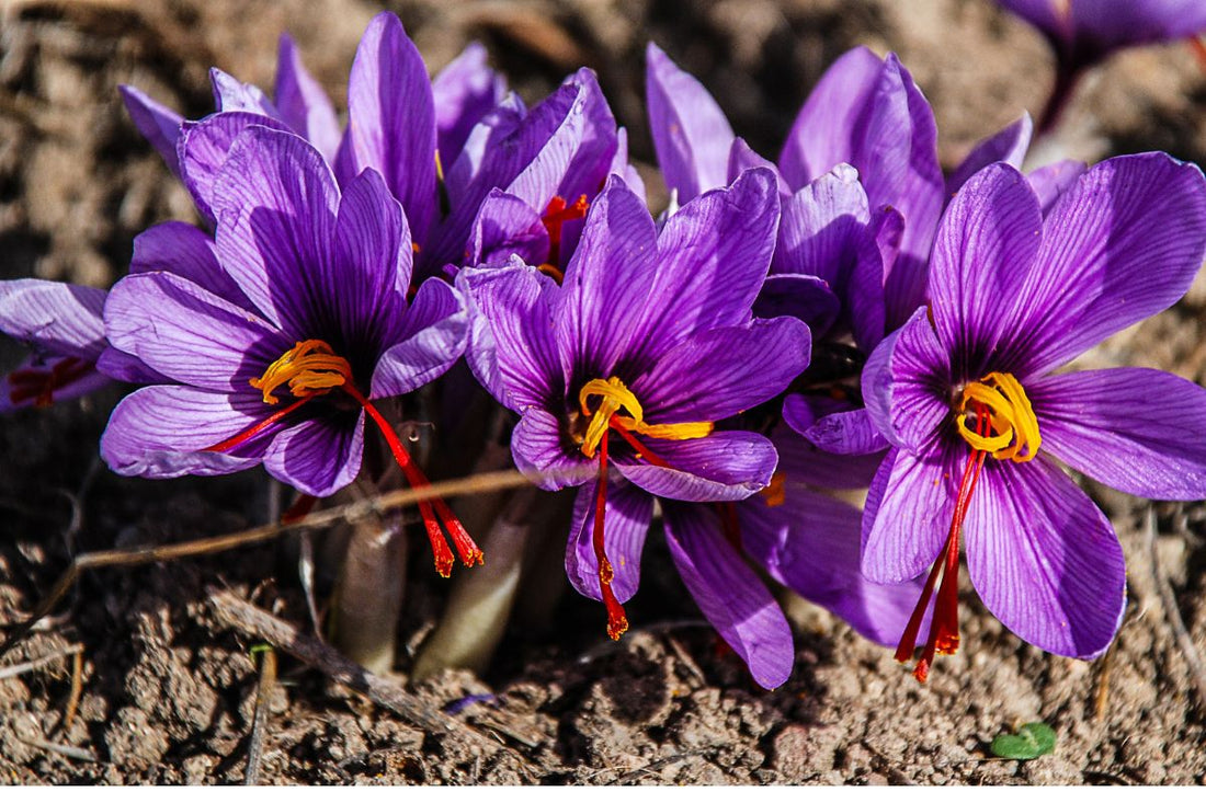 Why We Use Saffron for Sleep (and Why It Works) 🌙