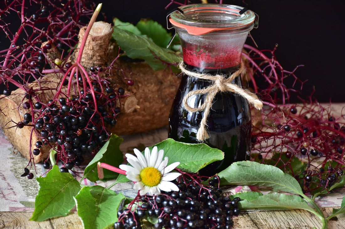 Six Surprising Elderberry Extract Benefits - Earths Secret