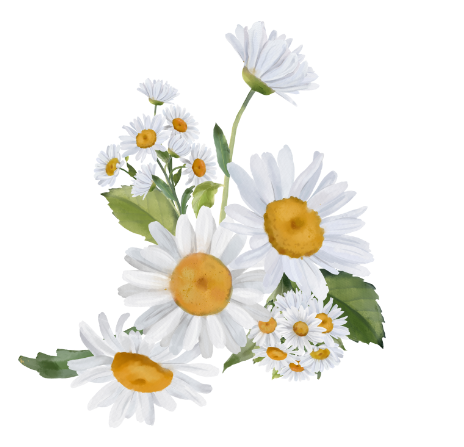 chamomile icon