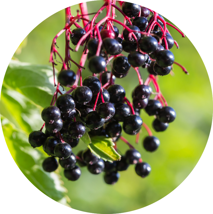 Black elderberries