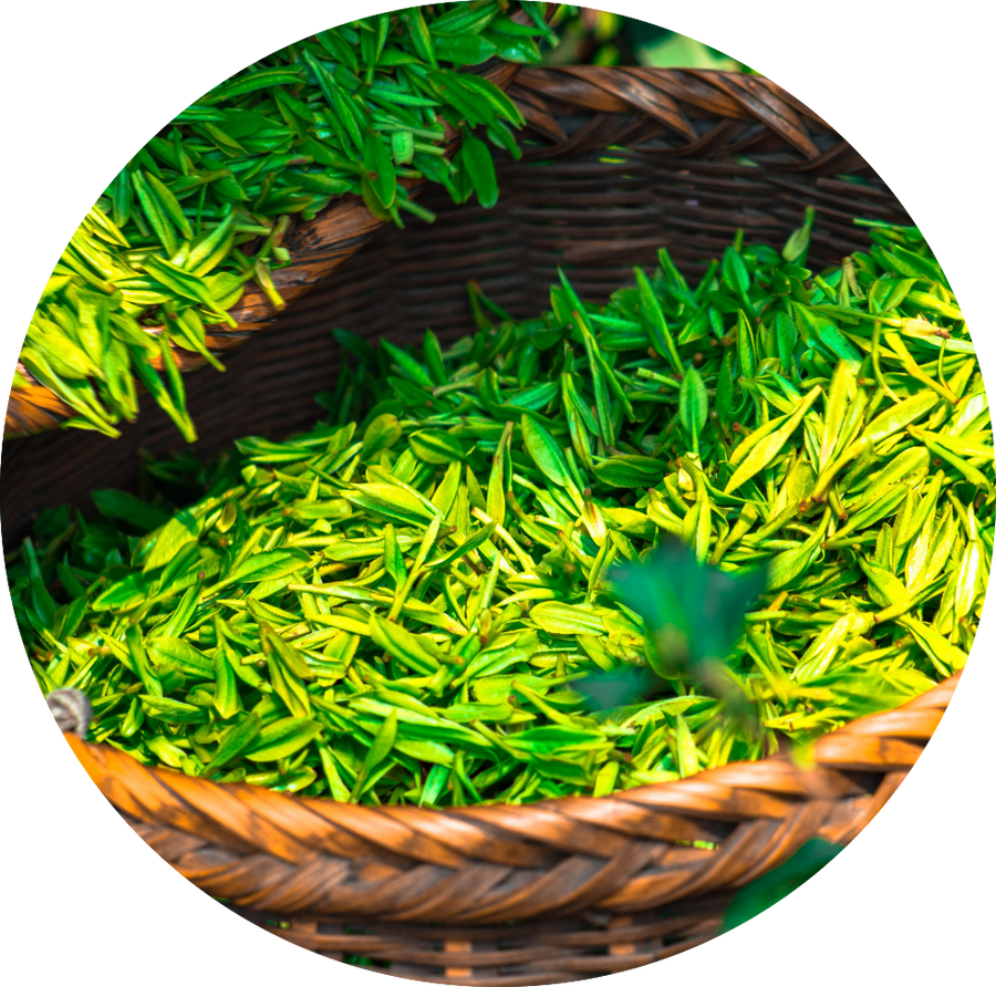 Fresh green tea leaves