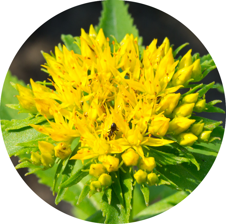 Rhodiola rosea in flower