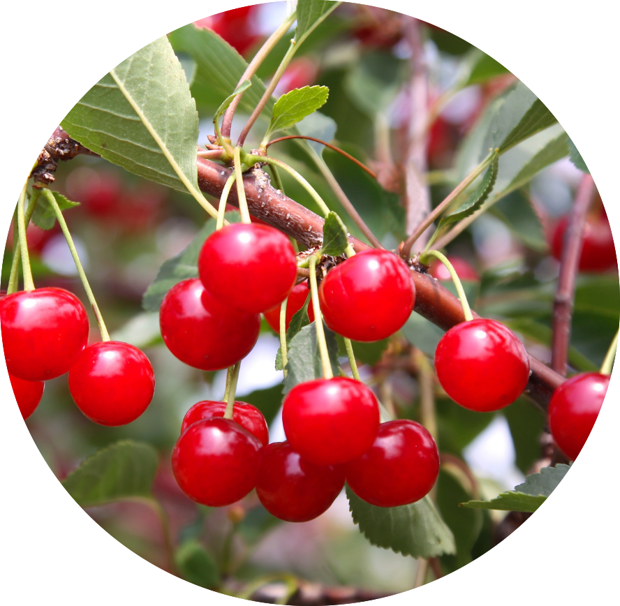 Montmorency tart cherries