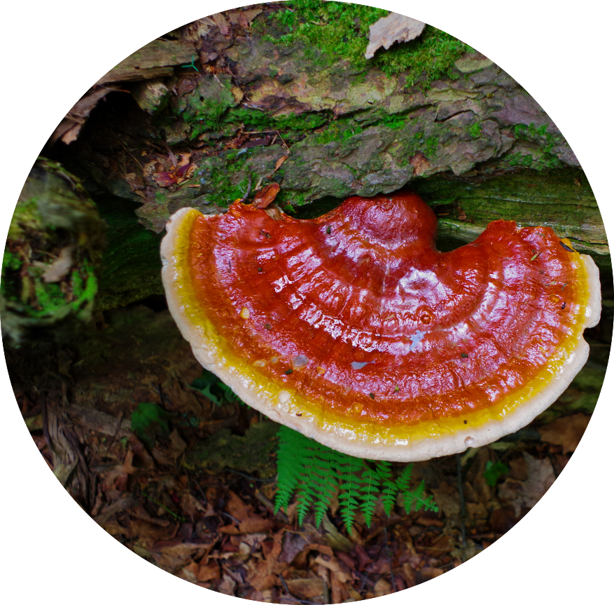 Reishi mushroom