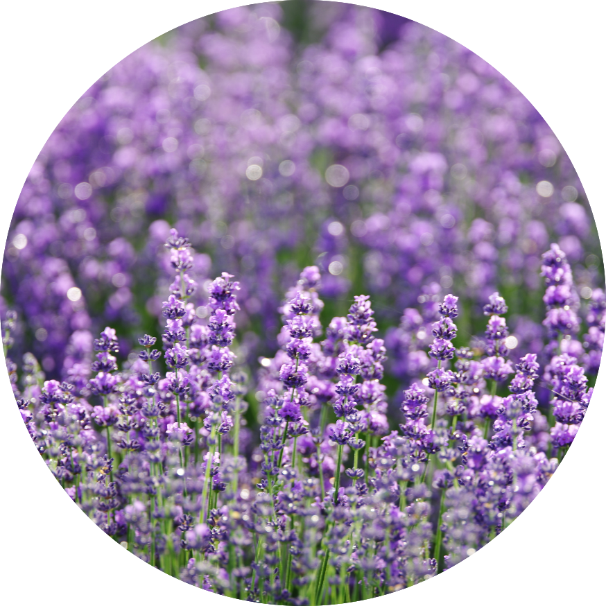 Lavender