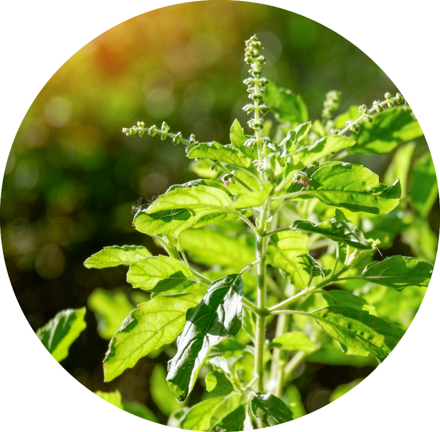 Holy basil plant