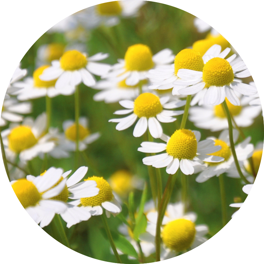 Chamomile flowers