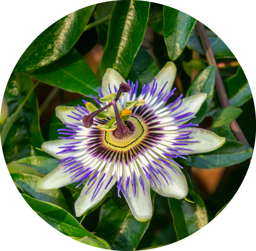 Passionflower